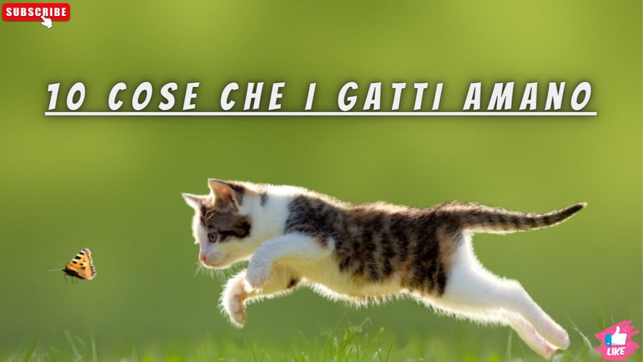 10 Cose che i GATTI amano