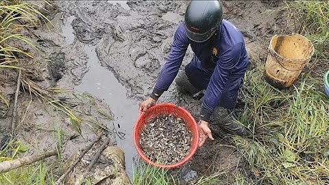 Giải cứu cá rô đồng (T78) những con cá đồng động lại hố nước 