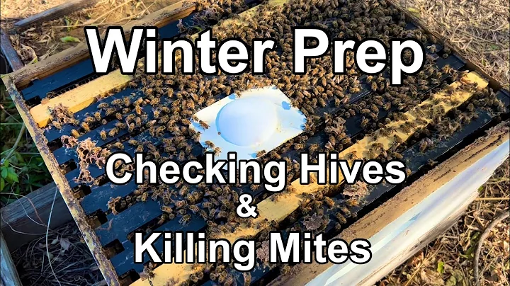 Kışa Hazırlık | Arılara Bakma ve Akarları Öldürmek İçin APIGUARD Kullanma