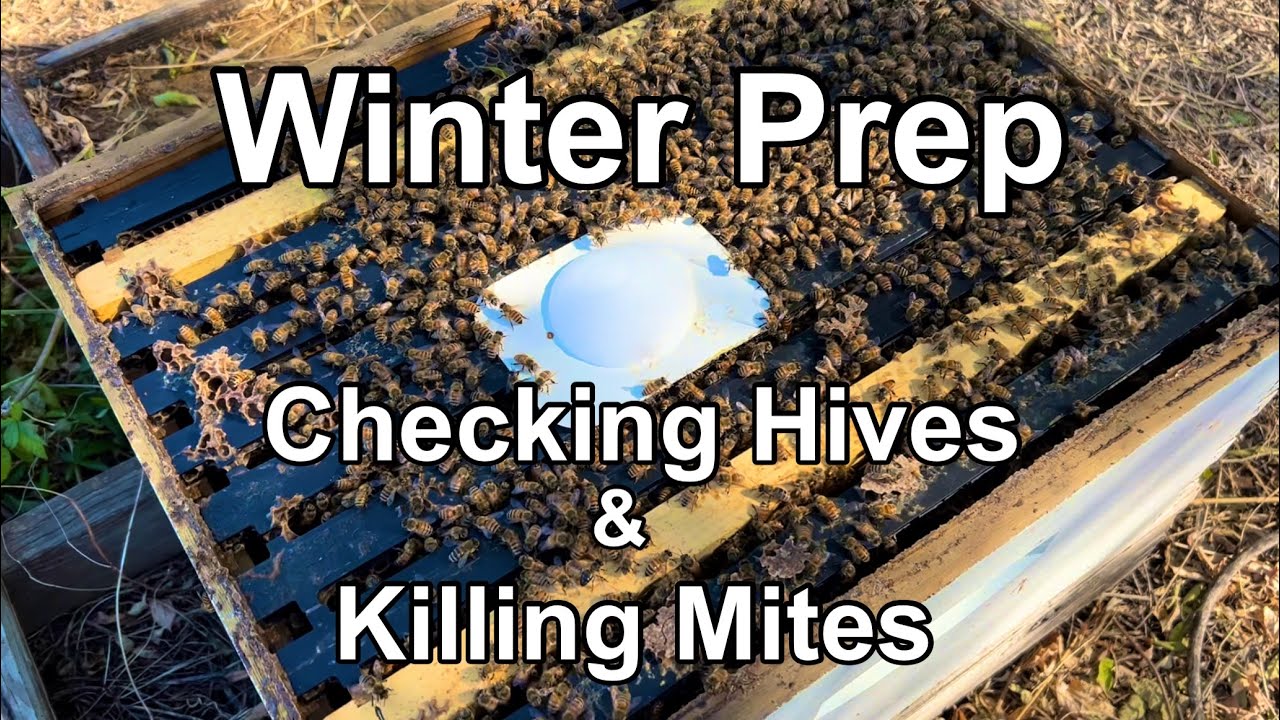 WINTER PREP Checking the Bees and Using APIGUARD to Kill Mites YouTube