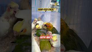 Exotic Birds Hand Feed Chick Available At