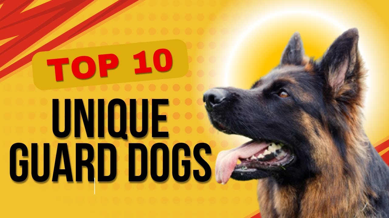 🐕 Top 10 Dog Breeds with Unique Guarding Instincts 💪🔥 | Beyond German ...