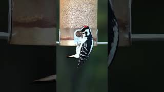 This Woodpecker Let Me Get Shockingly Close | Sigma 150-600mm Wildlife Test This Woodpecker Let Me Get Shockingly Close | Sigma 150-600mm Wildlife Test