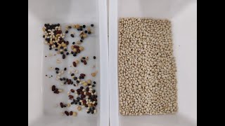 Topsort Mini white bean color sorter with excellent sorting performance