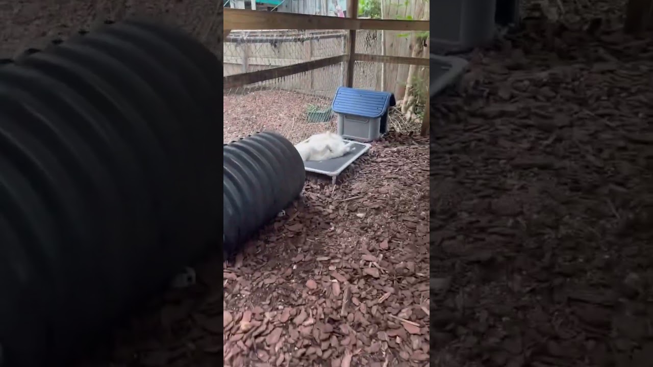 Jasper fox is the King of relaxing 