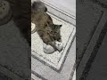 Sanki yavru kedileri çiko doğurmuş😂😀🥰