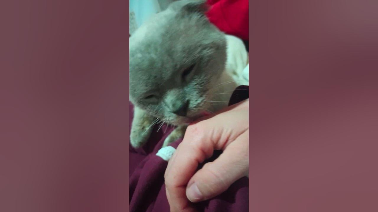 котік💋 - YouTube