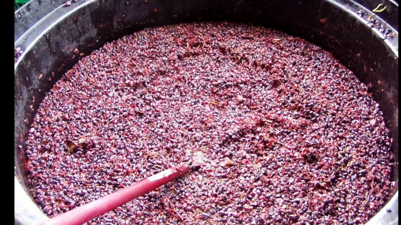 Производство вина из винограда. Брожение вина на мезге. Мезга вино. Брожение виноградного сусла.
