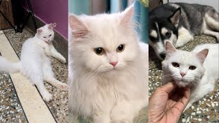 Are Persian cat good pets?￼ | Persian cat funny | highlights | cat 2022 |review reloaded shorts ￼