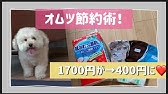 老犬ダックスフントのオムツの作り方と着け方 Youtube 老犬ダックスフントのオムツの作り方と着け方 Youtube