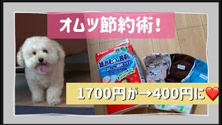 【トイプードル】毎月のオムツ代を節約するためにこの方法にたどりつきました。