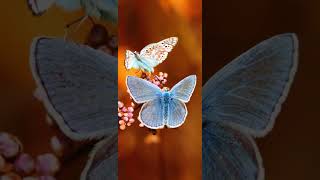 бабочки весна🦋🌺🦋🌺