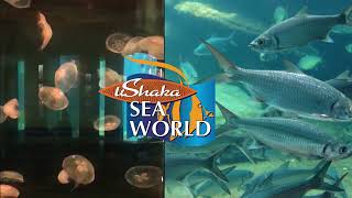 uShaka Marine World Sea World Showcase
