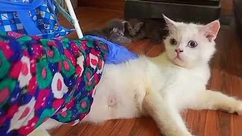 Video 10507681: persian cat grey kitten, persian cat kitten white, persian cat newborn kittens, cat kitten adorable persian, persian cat kitten love, persian cat mother