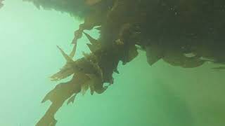 Sighting Santa Scuba Diving in Garibaldi Oregon