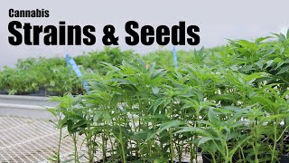 Understanding the Different Types of Cannabis Strains