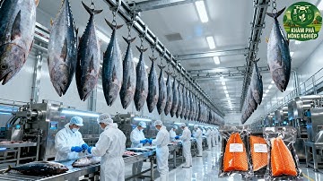 Không Ai Ngờ! Cá Hồi Xông Khói Lại Được Làm Theo Cách Này – Quy Trình Khiến Ai Cũng Phải Trầm Trồ!