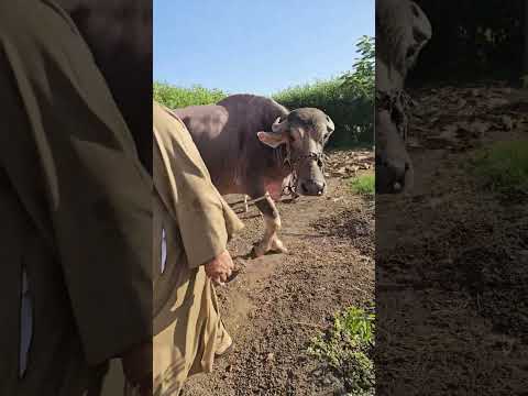 دبابات الجاموس الوالد بنزينات لبن ماشاء الله بيت الريف