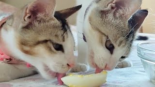 Kittens eats a boiled egg for the first time| Nitin Nutun by Nitin Nutun 186 views 2 years ago 2 minutes, 26 seconds