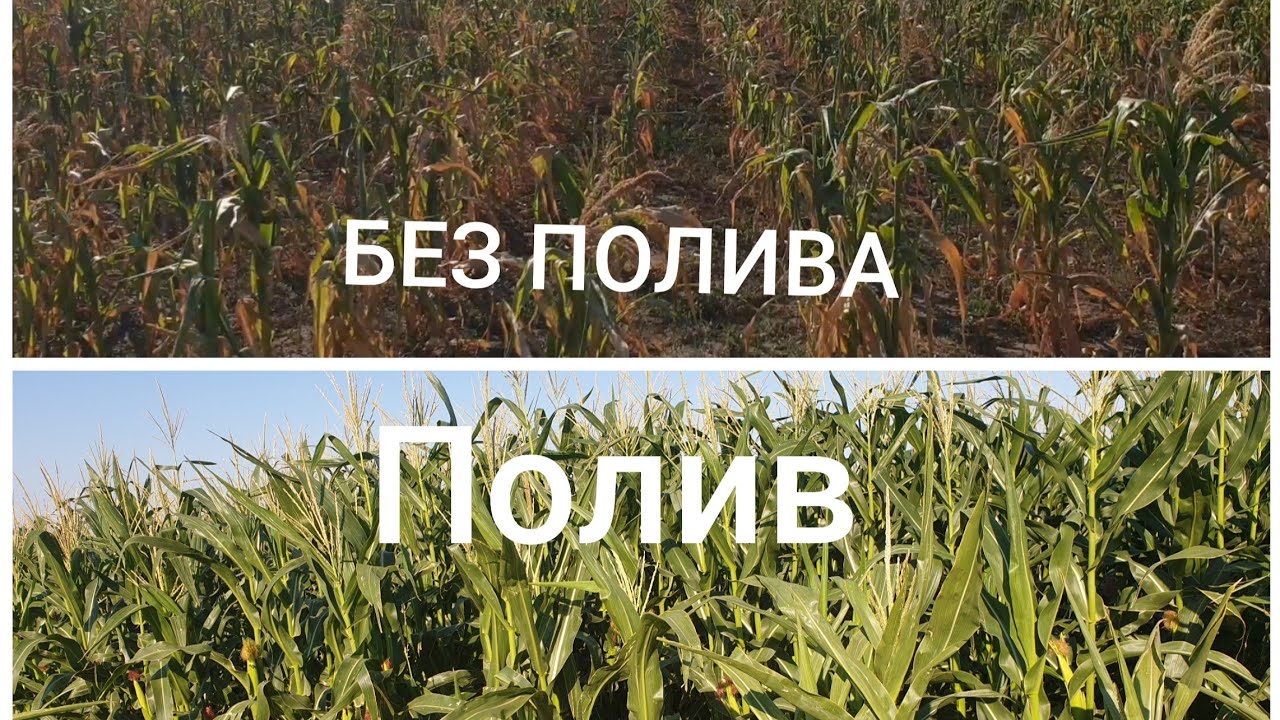 Полив кукурузы! Сорт Хотин.Дождевалка барабанного типа, 05.08.2020