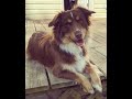 Grooming an Australian Shepherd from home