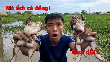 Ra ruộng tát nước không ngờ bắt được ếch khủng,cá lóc,cá rô to/Nướng trui ăn cực ngon