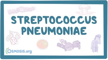Streptococcus pneumoniae - an Osmosis Preview