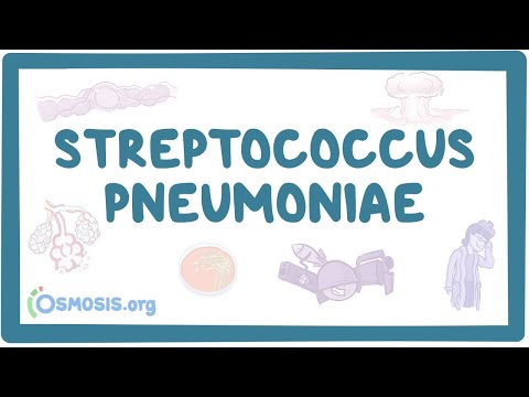 Video: Distribuția Serotipurilor și A Modelelor De Rezistență Antimicrobiană între Streptococcus Pneumoniae Comensal în Nouă țări Europene