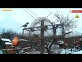 Зяблик. Вьюрок. Зеленушка. Западок - ловушка. How to catch birds.