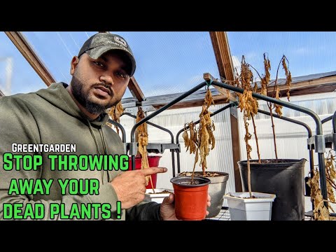 Stop throwing away your dead plants ! hqdefault