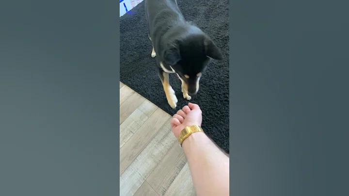 Teaching my Shiba Inu tricks