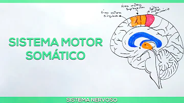 Qual a função do sistema somático?