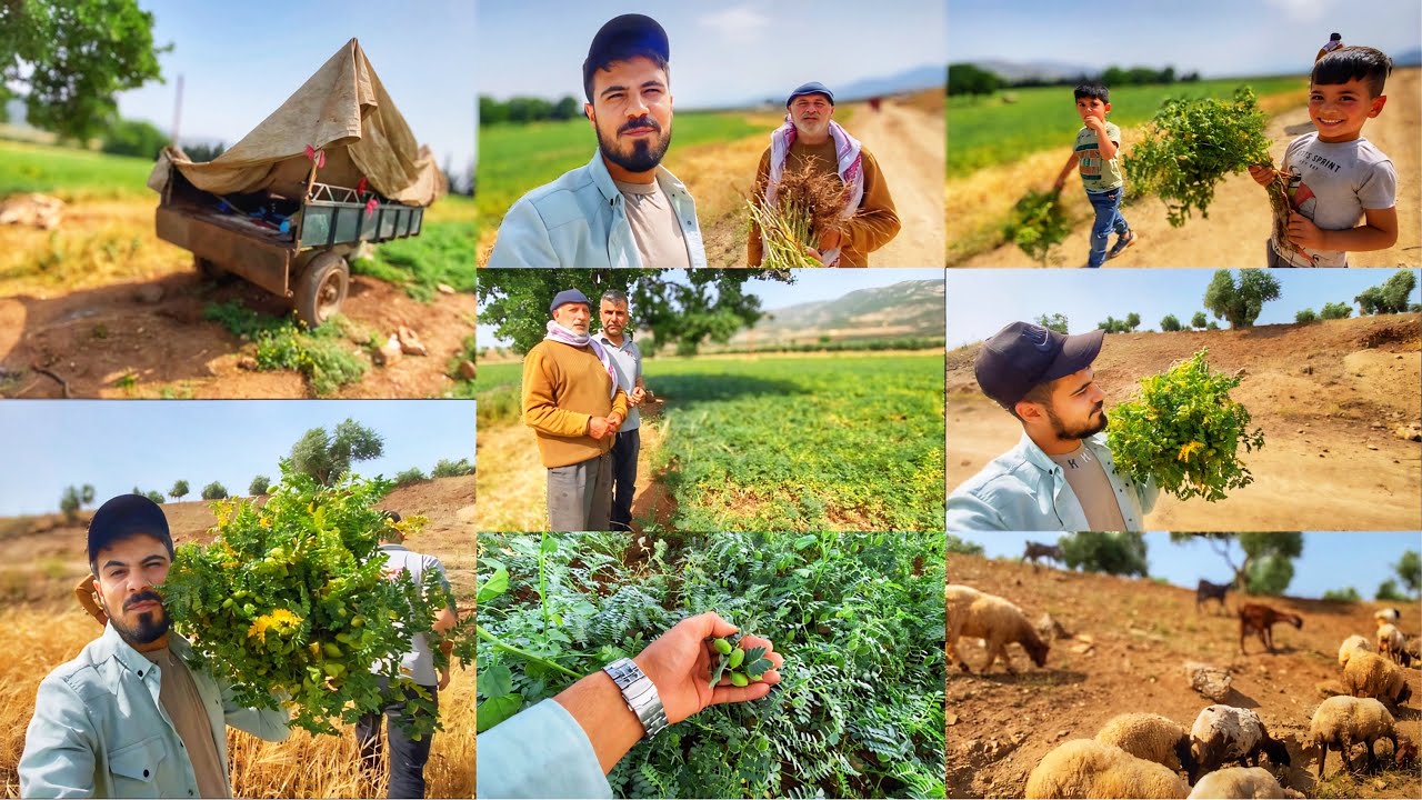 جولتنا في أكبر ارض مزروعة حمص الأخضر في مدينة عفرين مع الخال جمال وعملنا (خارمون)