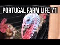 Portugal Farm Life 71 - FARM to FORK - Harvesting Poultry for Christmas Dinner