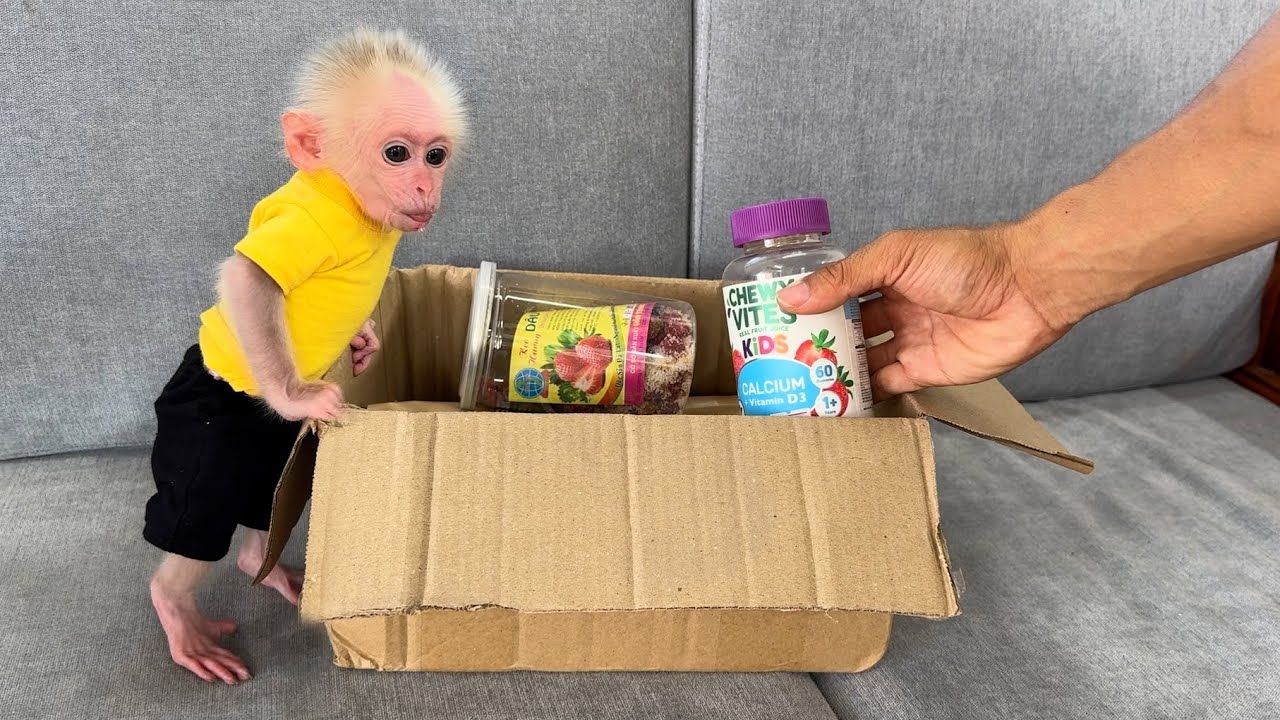 Как реагирует детеныш обезьяны Сюка, когда она одевается в первый раз?