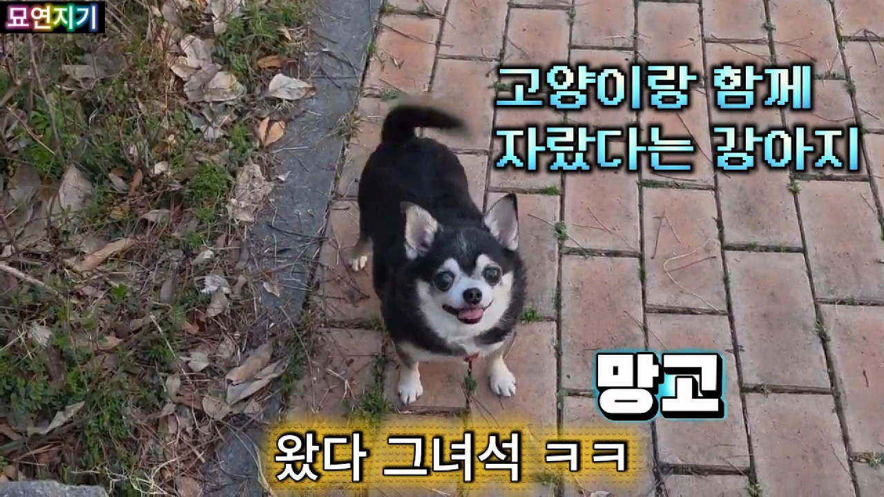 매일 정해진 시간에 밥배달 하실 때 나오던 애가 이제 마중 잘 안나온대요. 이사가서 이제 가끔 가시거든요.