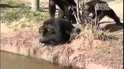 Animals Joke HOT from www metacafe com