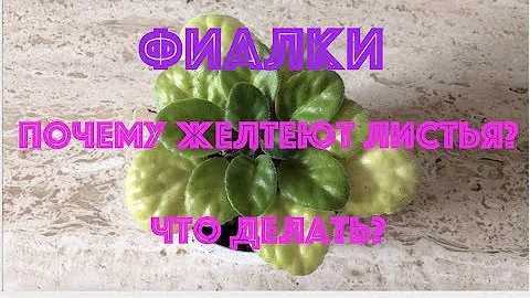 ФИАЛКИ. НОВИЧКАМ. Почему желтеют листья? AFRICAN VIOLETS. Newbies - why leaves are getting yellow?