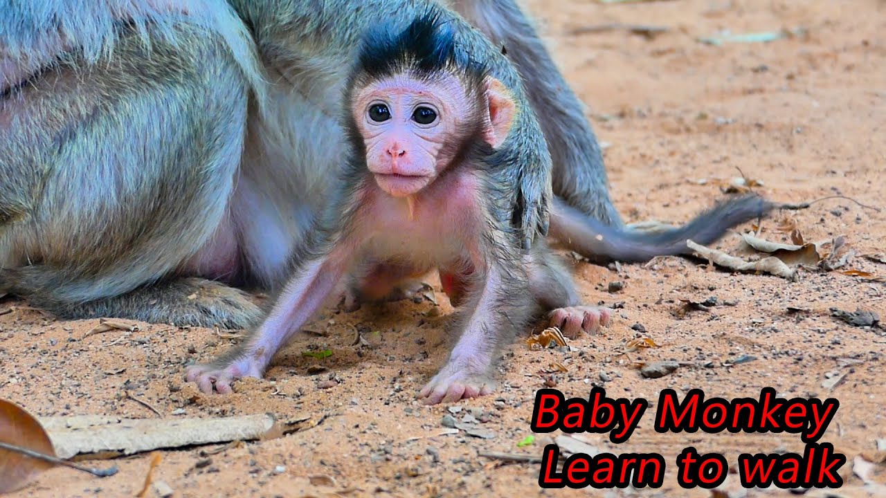 Life Daily animals with natural Life - YouTube