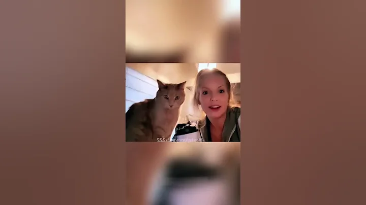 Video 11827561: meow cut cat, cat meowing funny