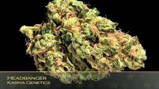26th Annual HIGH TIMES Cannabis Cup Strain Entries: Seed Company Sativa