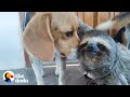 Rescued sloth becomes best friends with a beagle  the dodo odd couples