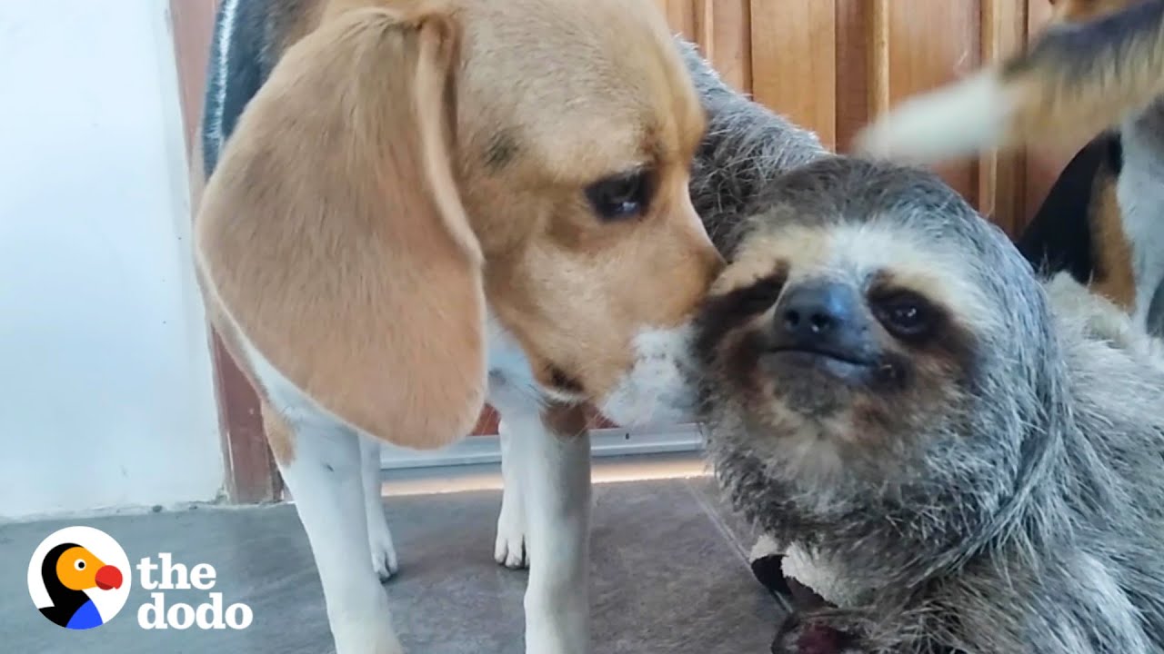 Rescued Sloth Becomes Best Friends With a Beagle  The Dodo Odd Couples