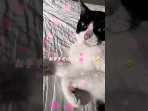 誘惑するあざと猫3選🐈‍⬛💞預かり猫5日目🐈‍⬛#ねこのいる暮らし #猫動画 #猫のいる暮らし #猫のいる生活 #猫 #cat #あざとい