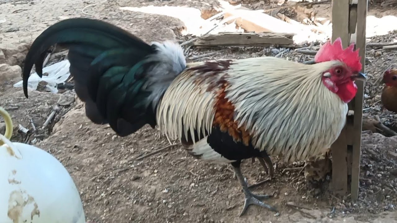 Qaib Seb f2 qua Zoo Heev 12/12/2025