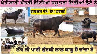 ਮੰਤਰੀ ਤੋਂ ਜਿਆਦਾ ਸਹੂਲਤਾਂ ਝੋਟੇ ਨੂੰ,, ਨੱਥ ਨੀ ਪਾਈ, ਖੁੱਲ੍ਹਾ ਰਹਿੰਦਾ,, ਕਾਬੂ ਚੁੱਟਕੀ ਨਾਲ,, ਸੋਹਣਾ ਬੇਮਿਸਾਲ