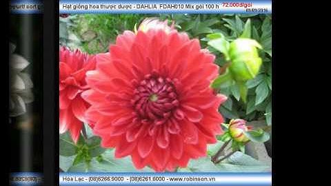 Hạt giống hoa thược dược Mix gói 100 hạt  - DAHLIA FDAH010 ( mới)