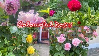 2023 Uk Colourful Roses views || Lovely Colours of Roses Uk Summer || Roses Blooming in the Summer