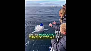 #shorts #funny #whale #cute #animals #love