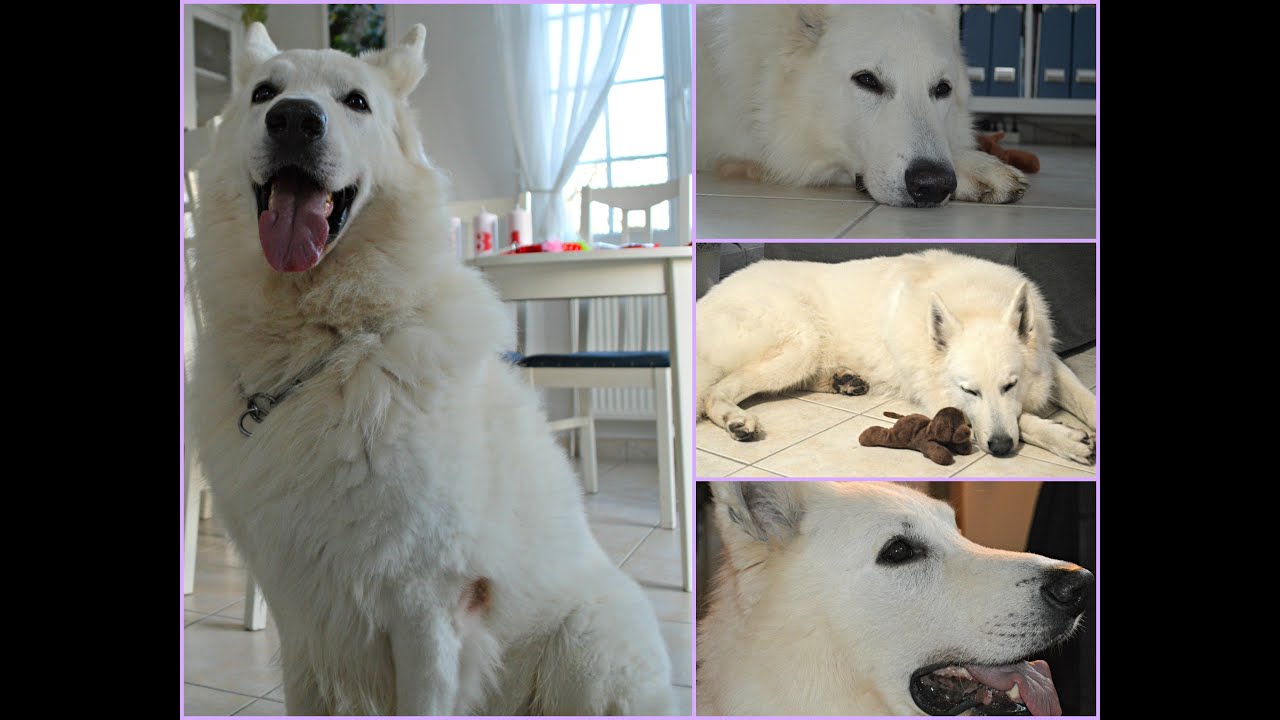 Pet Sitting Diouk Berger Blanc Suisse